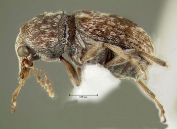 Media type: image;   Entomology 613514 Aspect: habitus lateral view